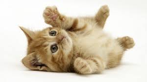 pussy